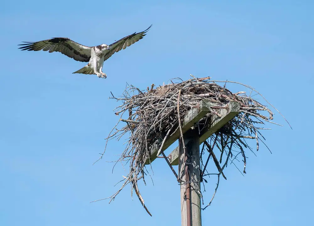 An osprey with wings spread wide coming in to land on a large stick nest on top of a wooden pole against a clear blue sky