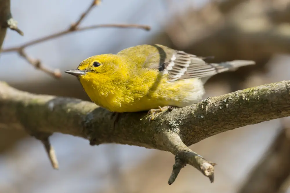 A small yellow-green songbird with white wing bars perched on a bare branch