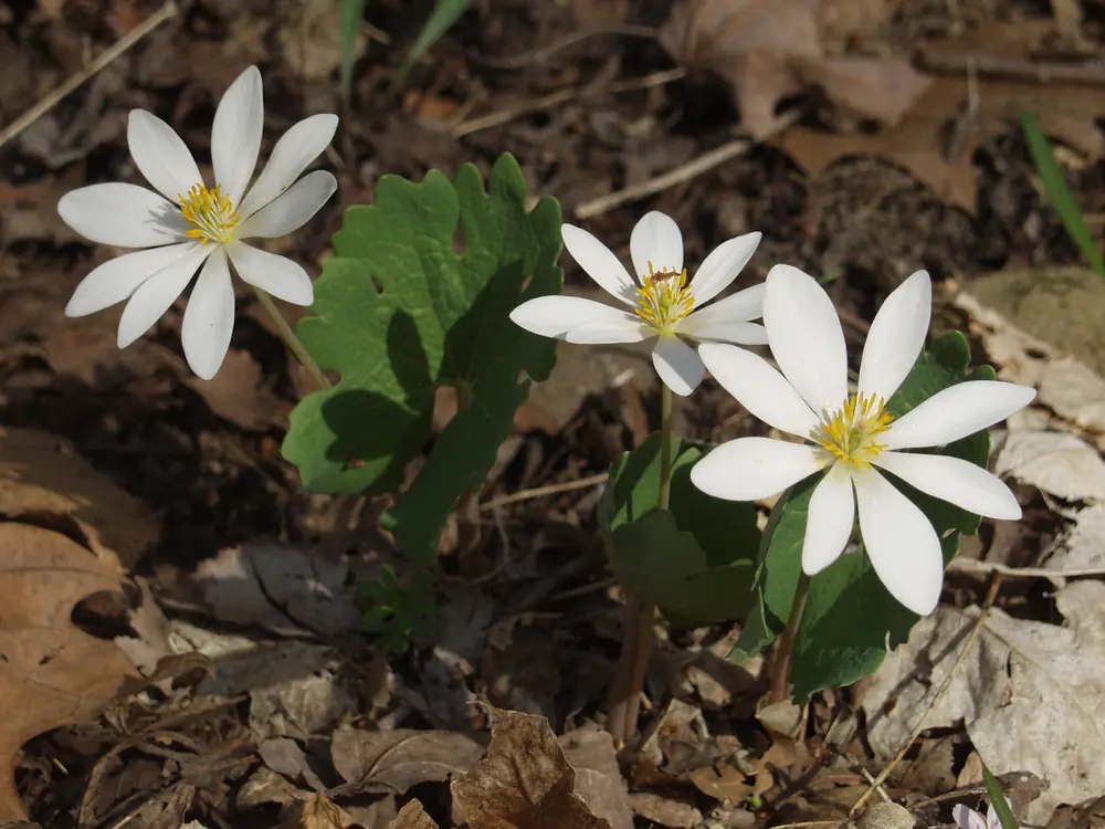 Three white flowers with yellow centers and lobed green leaves growing among dead leaves on the forest floor