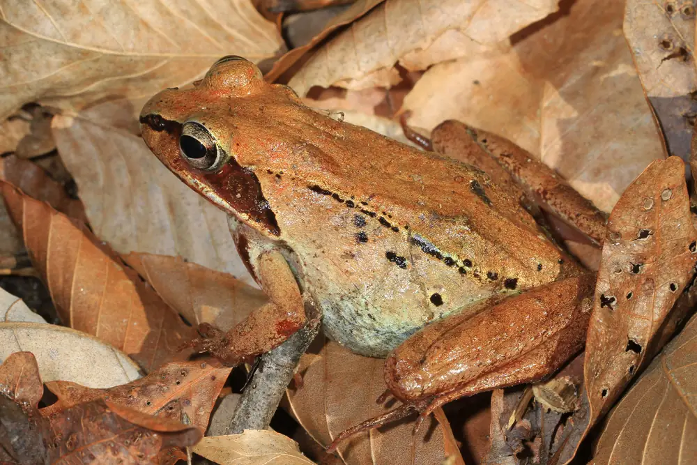 A coppery-brown frog with a dark mask behind the eye resting on dry brown fallen leaves
