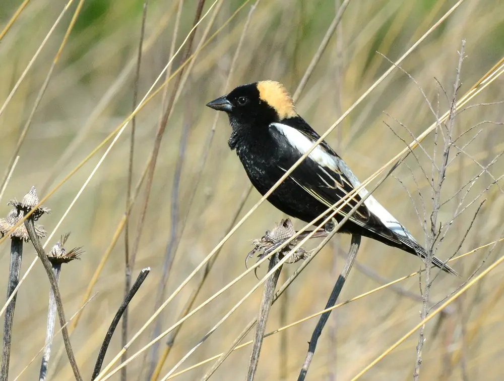 A male bobolink with a black body, white back patches and a buff-yellow nape perched on dry grass stems.