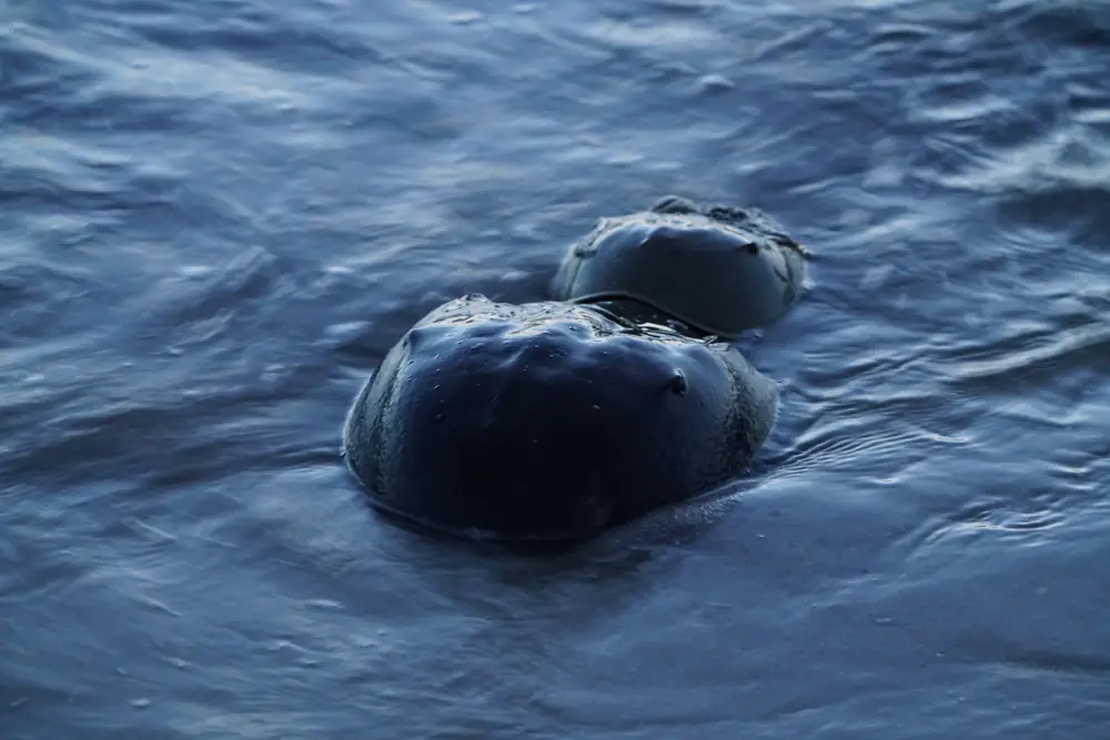 Two dark horseshoe crabs in shallow water at dusk, one partly behind the other.
