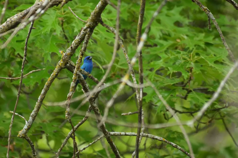 A bright blue male indigo bunting perched among green leaves.