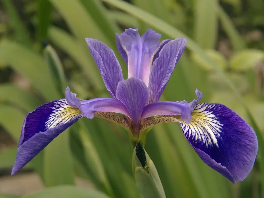 A single purple-blue iris flower with yellow and white markings on its lower petals, with green leaves behind it.