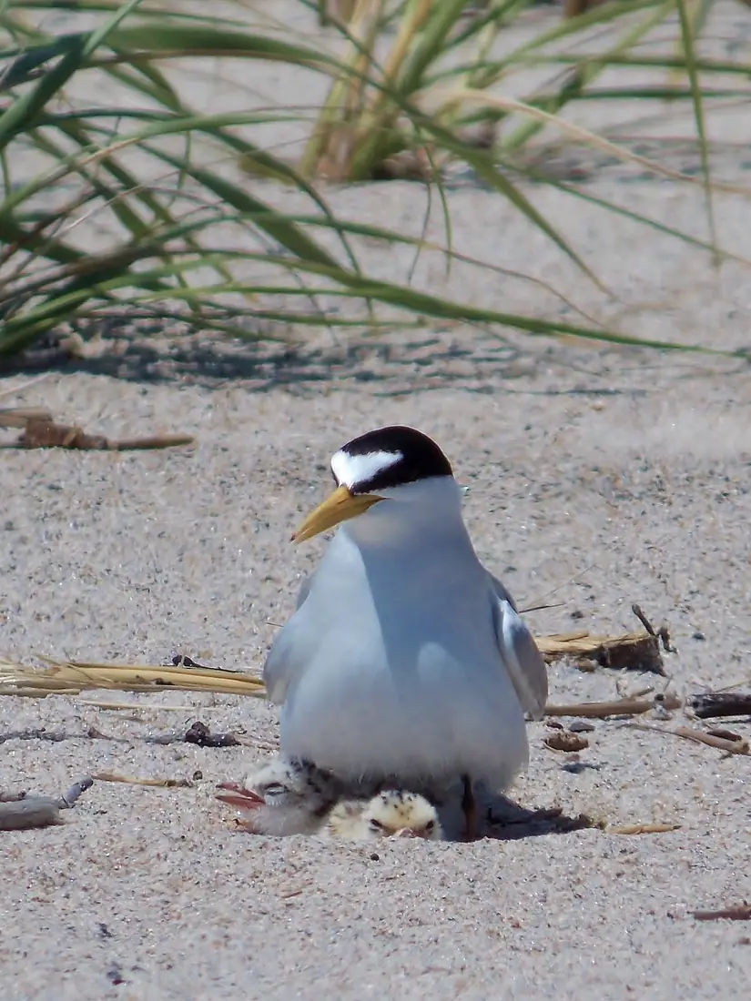 A least tern with a black cap and yellow bill stands on sand with two small speckled chicks tucked against it.