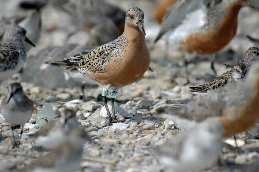A red knot with a rusty-orange breast and a green leg flag stands among other shorebirds on a pebbly shore.