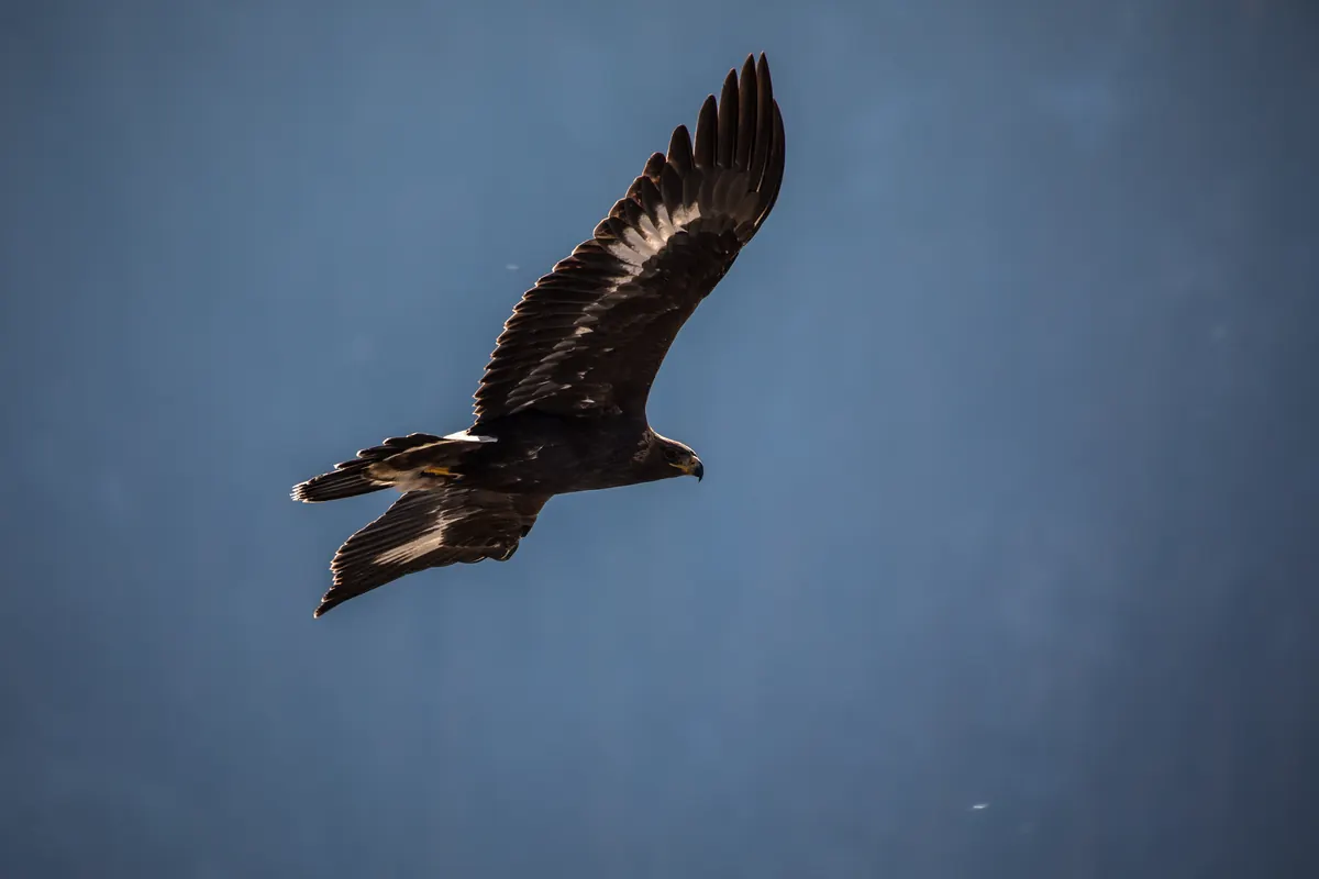 A dark golden eagle glides with long, broad wings spread and fingered wingtips against a deep blue sky.
