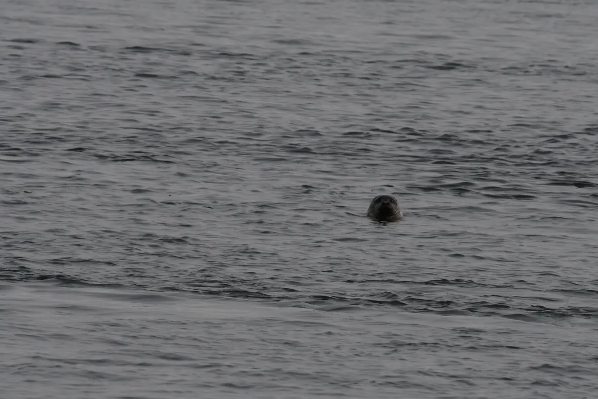 The round dark head of a harbor seal pokes above gray, rippled water, looking toward the camera.