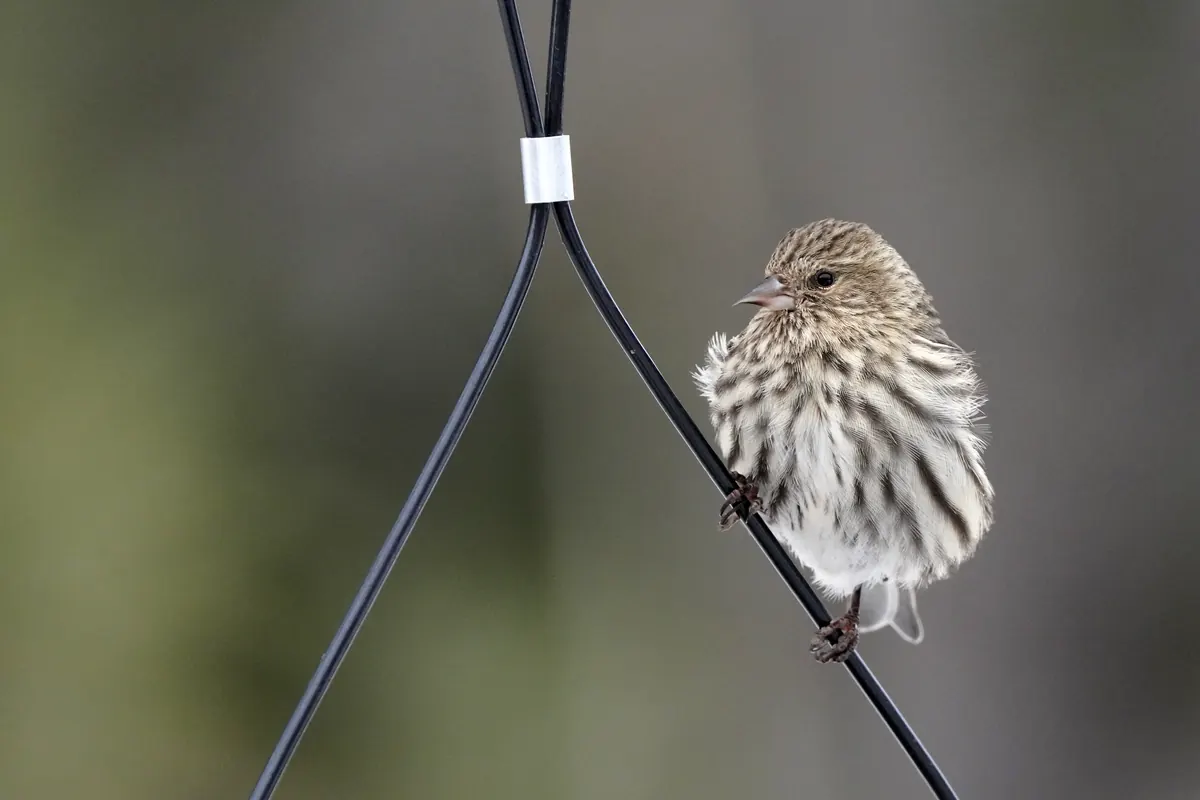 A small brown-streaked finch with a thin pointed bill perches on a black wire hanger in front of a soft gray background.