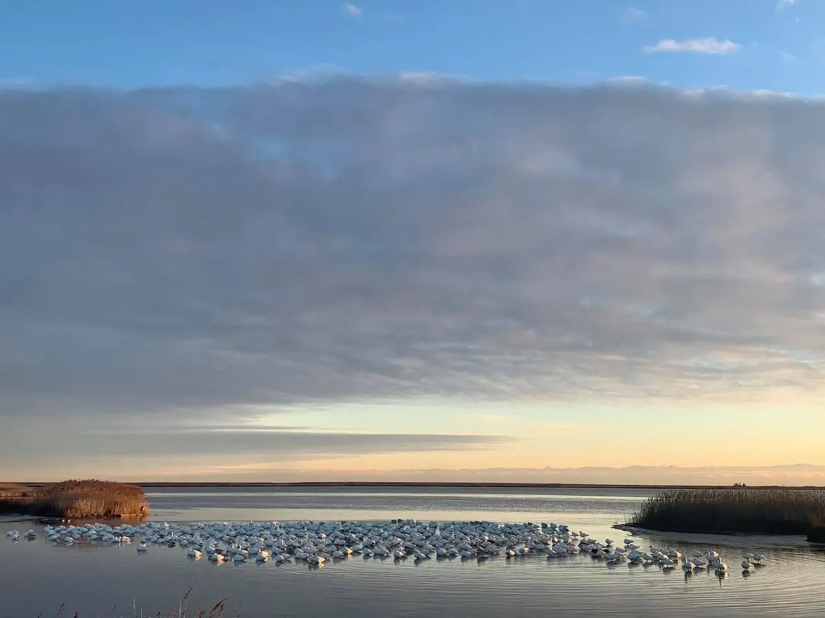 A long white band of snow geese rests on calm water between strips of brown marsh grass under a wide dawn sky with gray clouds and a pale yellow horizon.