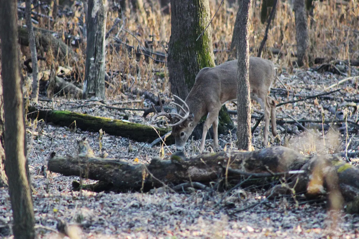 An antlered white-tailed buck walks with its head lowered through bare woods with fallen logs and a frosty, leaf-covered floor.