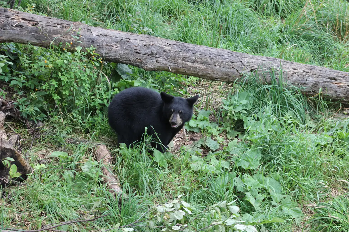 A young black bear sitting in green grass and leafy plants beneath a fallen log.