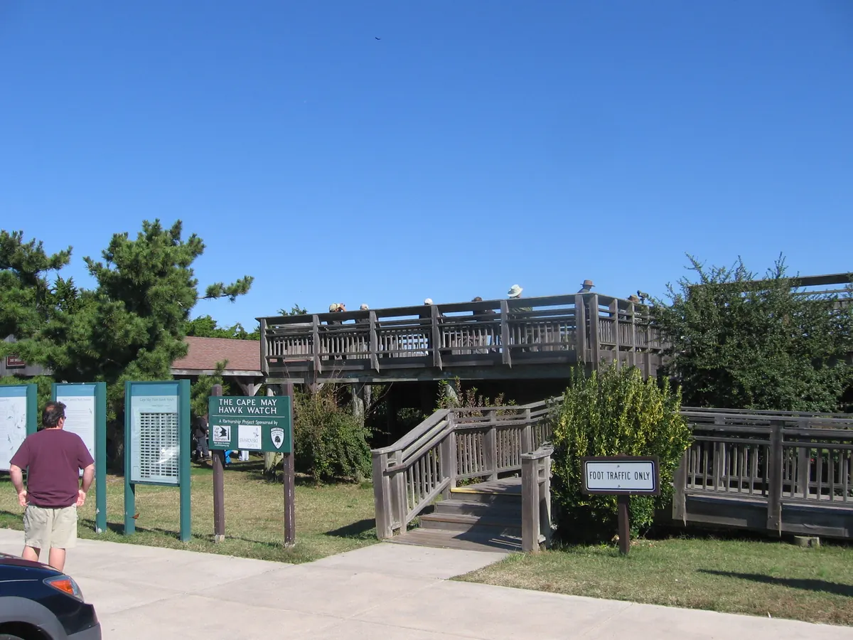 A raised wooden viewing platform with a ramp and railings, a green sign reading The Cape May Hawk Watch, and a visitor standing on the path in front.