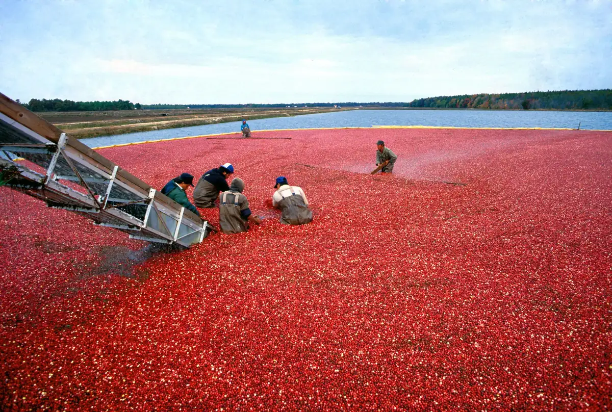 Workers in waders stand in a flooded bog covered wall to wall with floating red cranberries, next to a conveyor that lifts the berries out, with pine woods on the far shore.