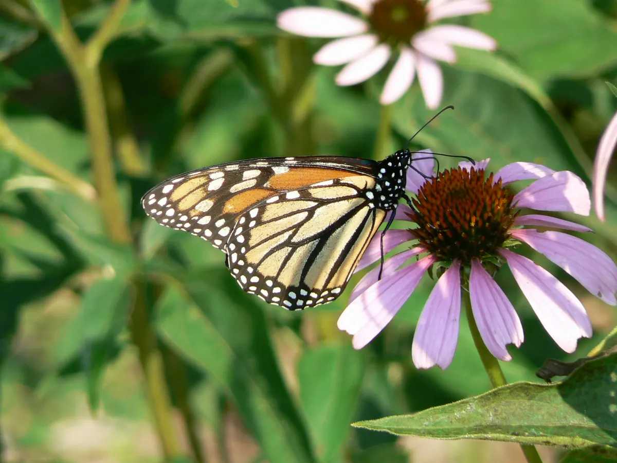 A monarch butterfly with orange and black wings feeding on a pink purple coneflower.