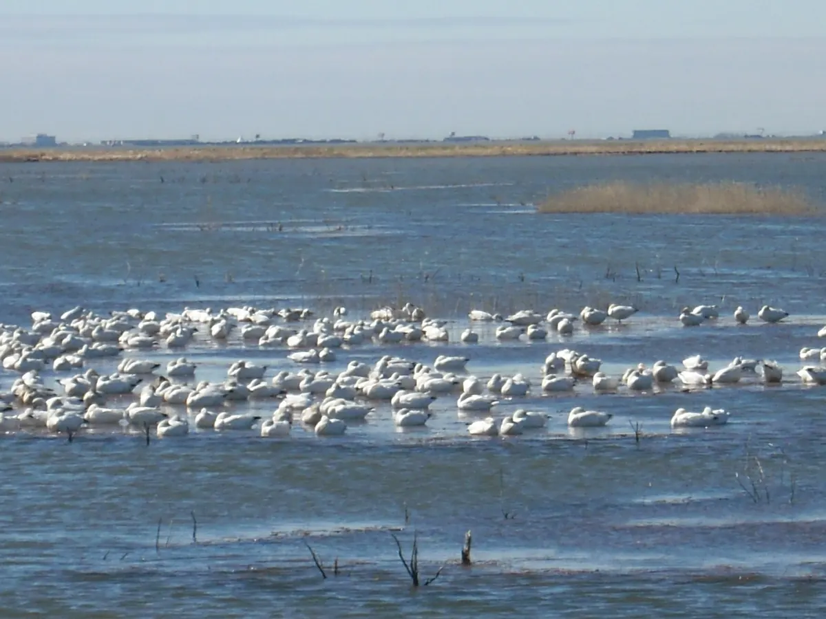 A large flock of white snow geese resting and feeding in shallow open water in a coastal marsh, with a flat horizon behind.