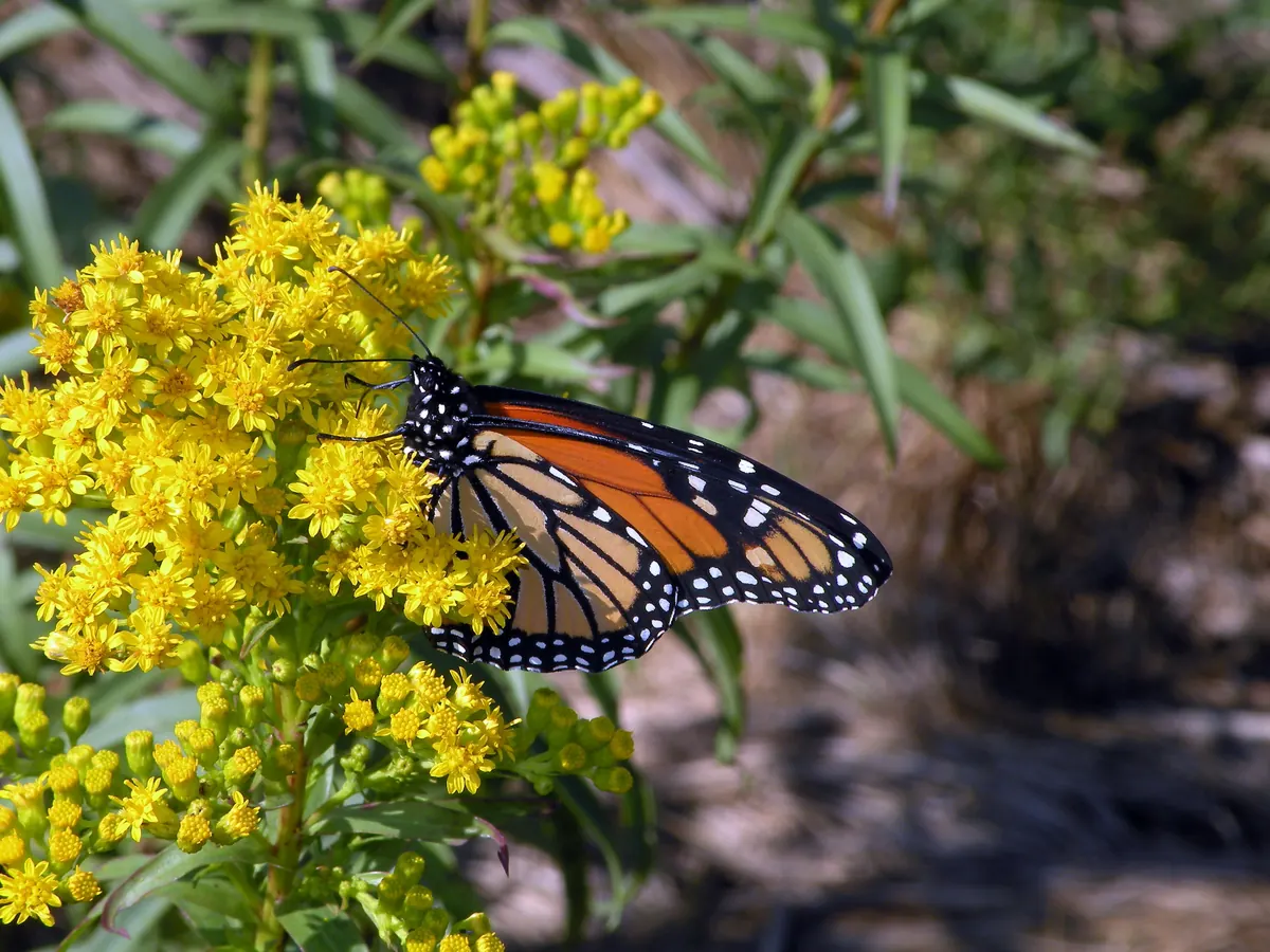 A monarch butterfly with open wings feeding on a dense cluster of bright yellow seaside goldenrod flowers.