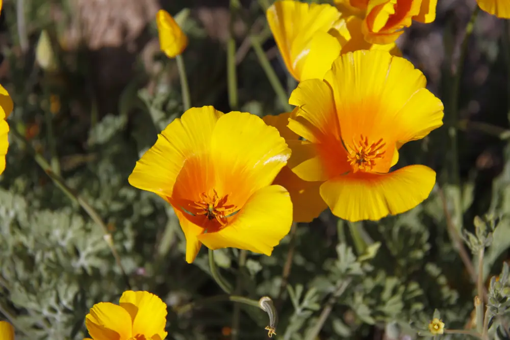 Close view of bright orange and yellow poppy blossoms above feathery gray-green leaves