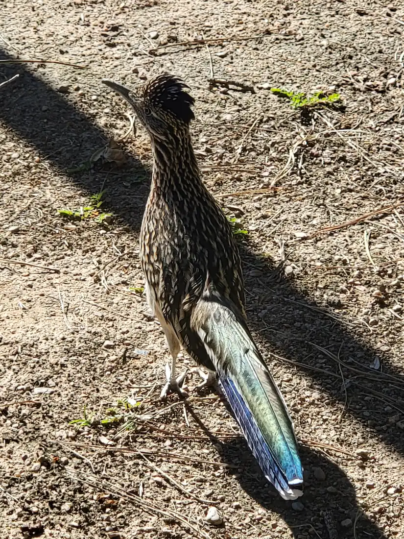 A greater roadrunner seen from behind on gravel, with a streaked brown body, a black crest and a long tail showing blue and green sheen