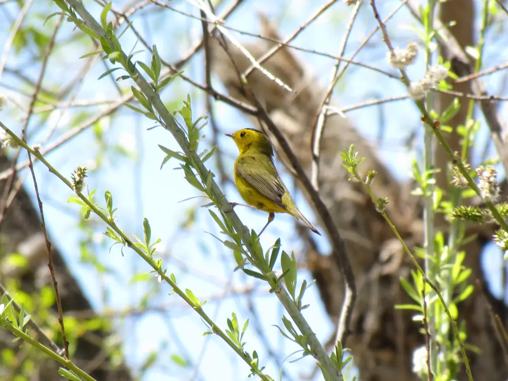 A small yellow songbird with a black cap perched on a willow twig with fresh green leaves and fuzzy catkins