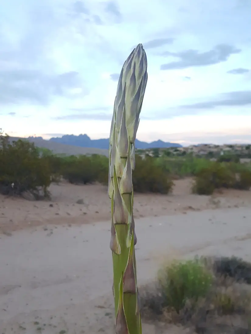 A tall green flower stalk of a soaptree yucca, topped with a tight spike of pale buds, rising from desert sand with a shrub and distant mountains behind
