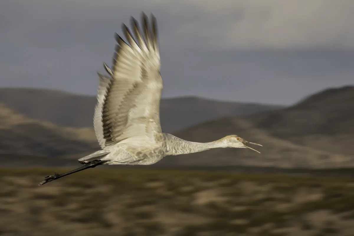 A single gray sandhill crane in flight with wings raised and neck stretched forward, above a blurred wetland and brown hills.