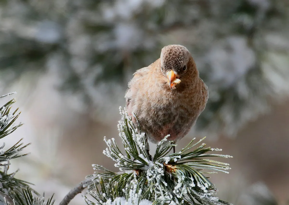 A brown-capped rosy-finch with a warm brown body and yellow bill perched on a frosted pine twig, with snowy branches blurred behind it.