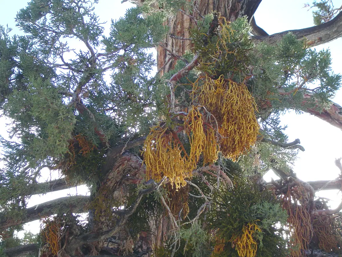 Clumps of yellow-green, leafless juniper mistletoe hanging from the branches of a large old juniper against a pale sky.