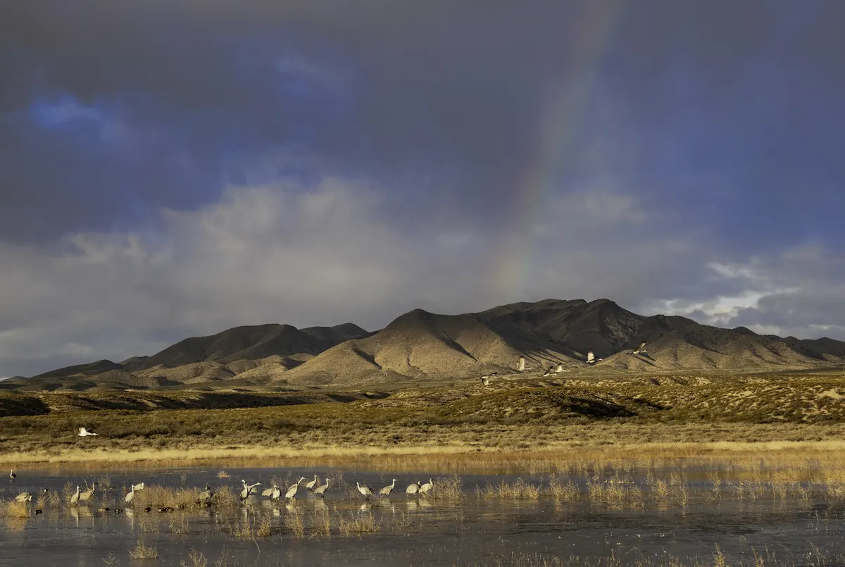 A long line of sandhill cranes standing in a shallow, reed-fringed pond below brown desert mountains, with storm clouds and a faint rainbow overhead.