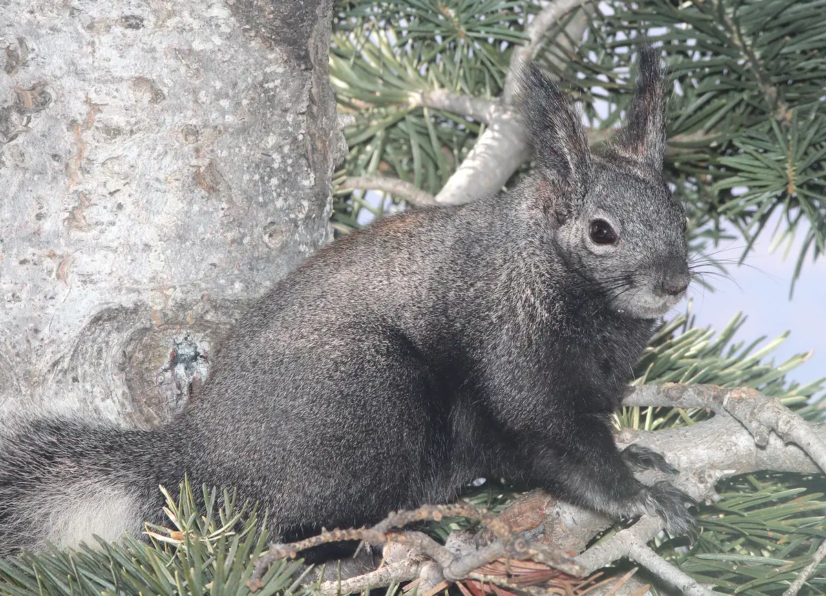 A dark gray Abert’s squirrel with tall ear tufts and a pale-edged tail sitting on a conifer branch beside the trunk.