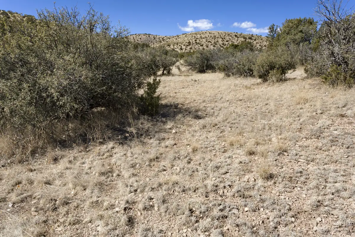 Dry tan grassland scattered with dark green rounded juniper shrubs and bare bushes below rocky hills under a blue sky