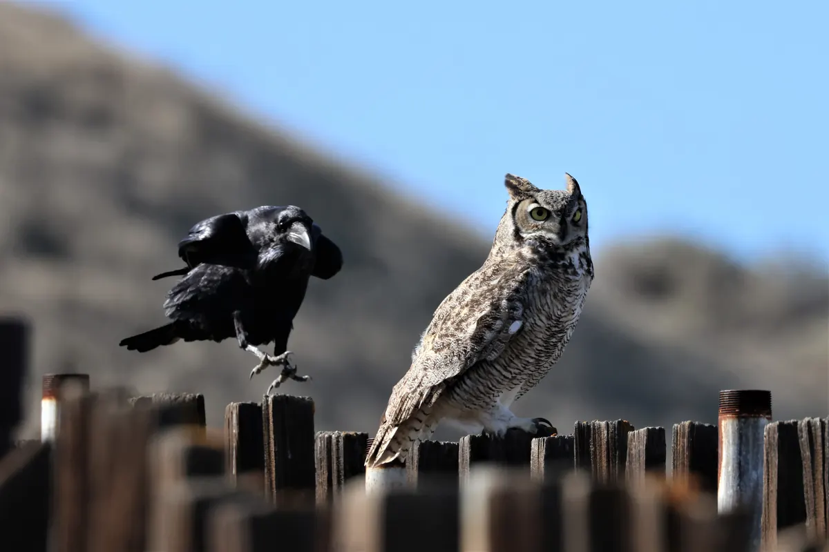 A great horned owl perched on a wooden fence next to a raven with its wings partly open.