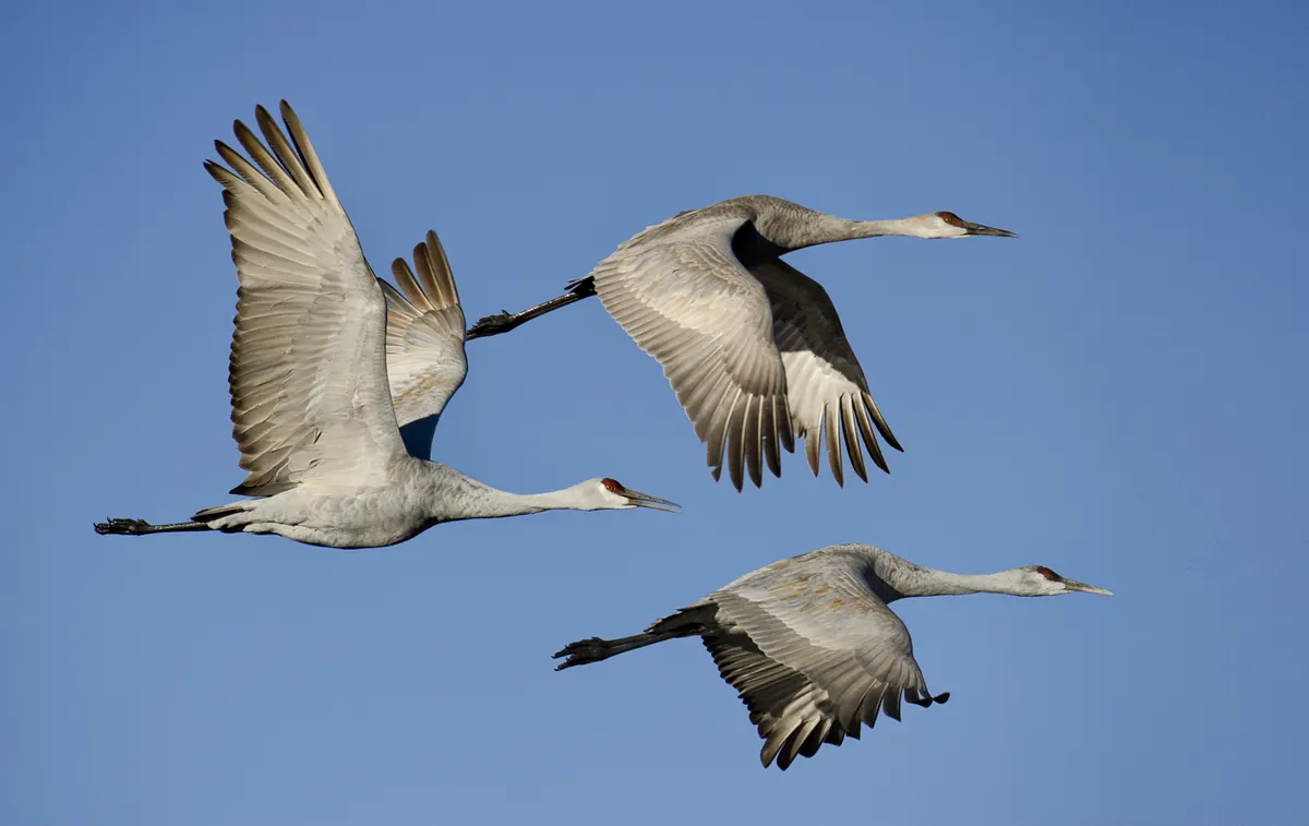 Three gray sandhill cranes with red foreheads flying with outstretched necks and long trailing legs against a clear blue sky