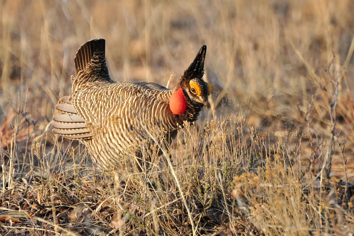 A brown-and-white barred grouse with its tail fanned, dark feathers raised like horns and a round red air sac puffed out on its neck, standing in dry grass