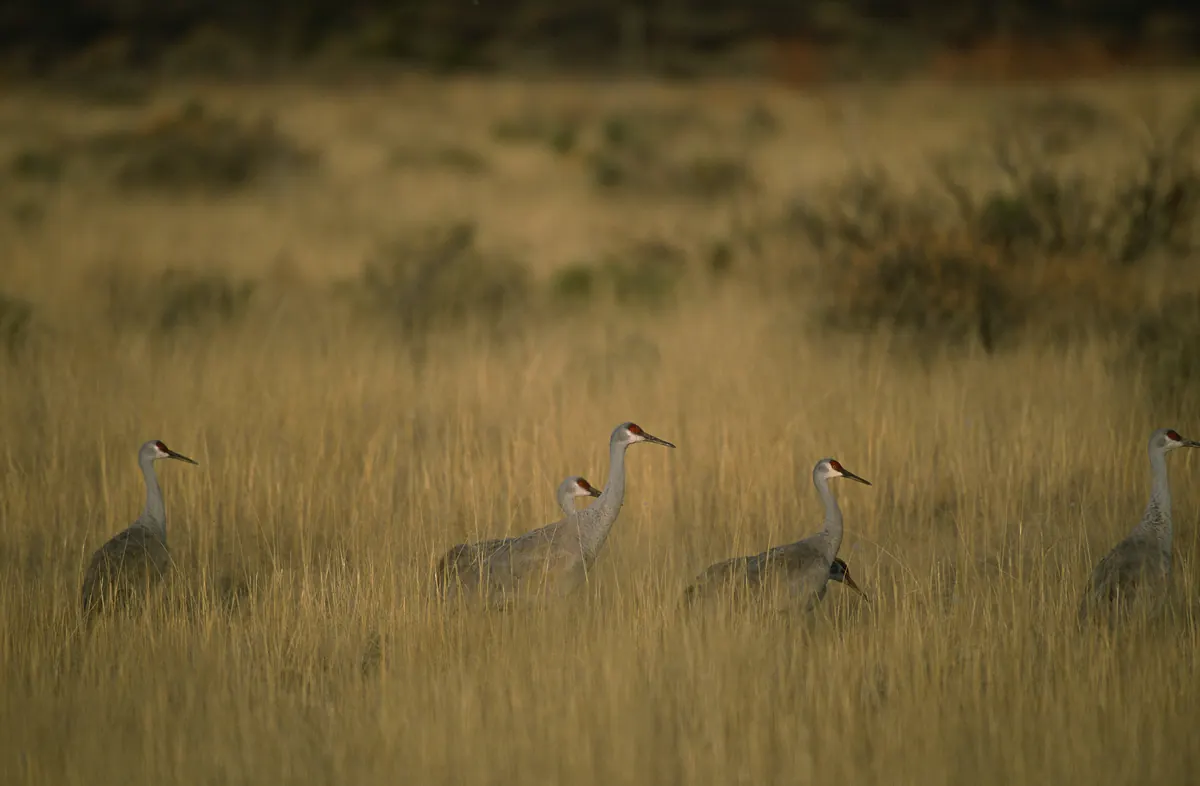 Five sandhill cranes walking through tall golden winter grass in low evening light, with dark shrubs behind them