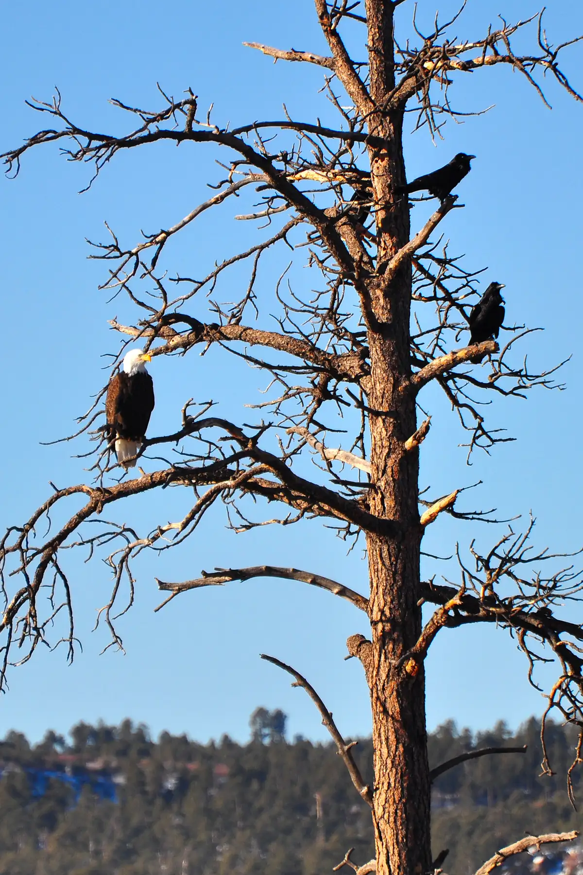 An adult bald eagle with a white head perched on a bare branch of a tall dead pine, with two dark ravens higher in the tree and a forested ridge below, under a clear blue sky.