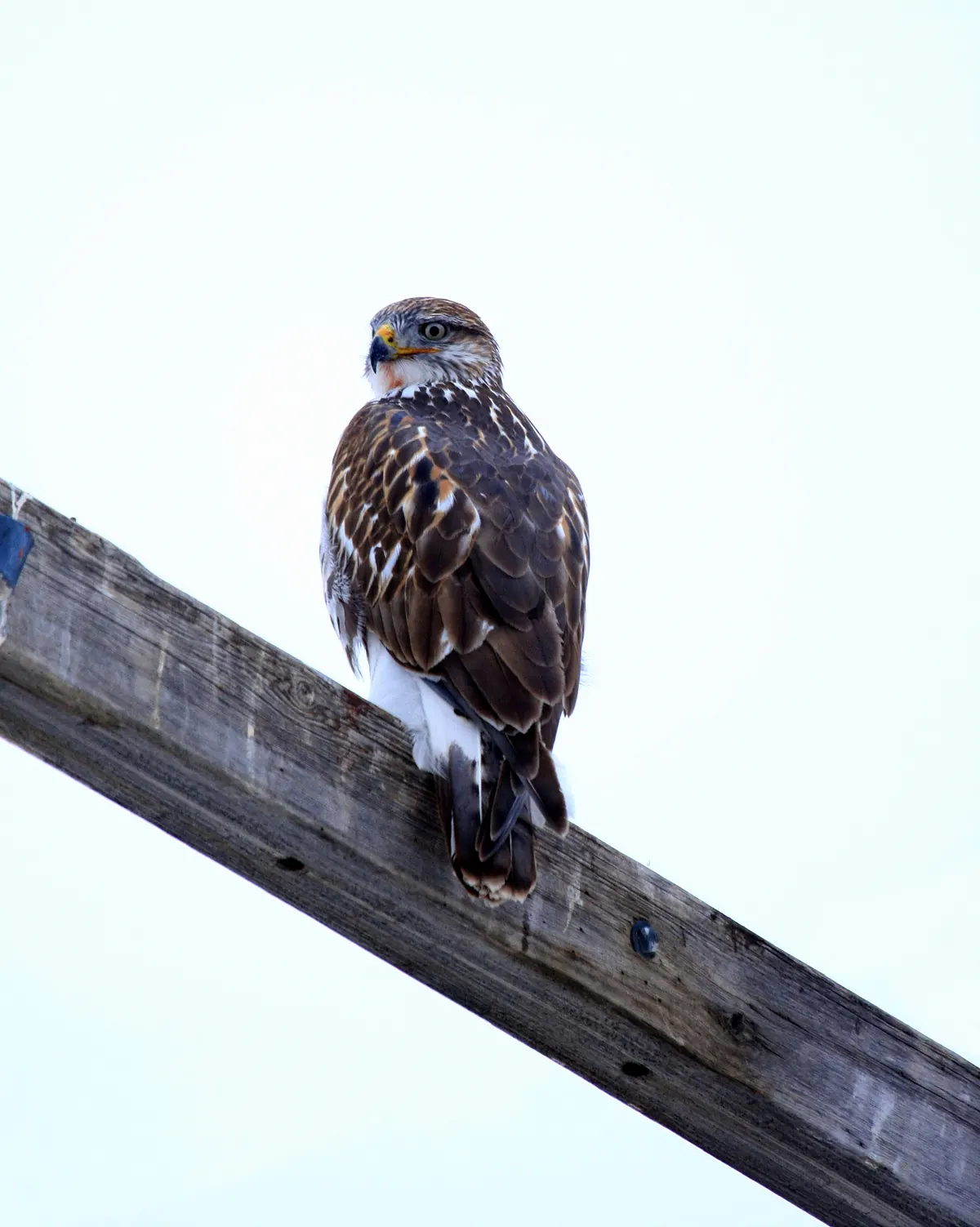 A large hawk with a pale breast, brown back and rusty-edged feathers perched on a weathered wooden power-pole crossarm against a white sky.