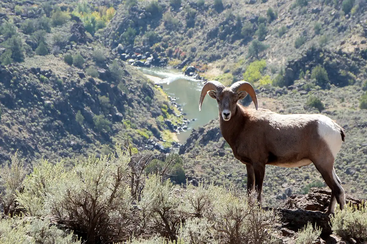 A bighorn ram with thick curled horns standing on a rocky rim above a canyon, with the Rio Grande and steep juniper-dotted slopes behind it.