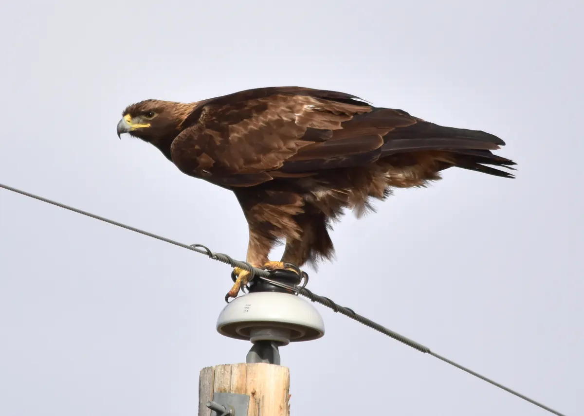 A golden eagle perched on a power pole insulator against a pale sky.