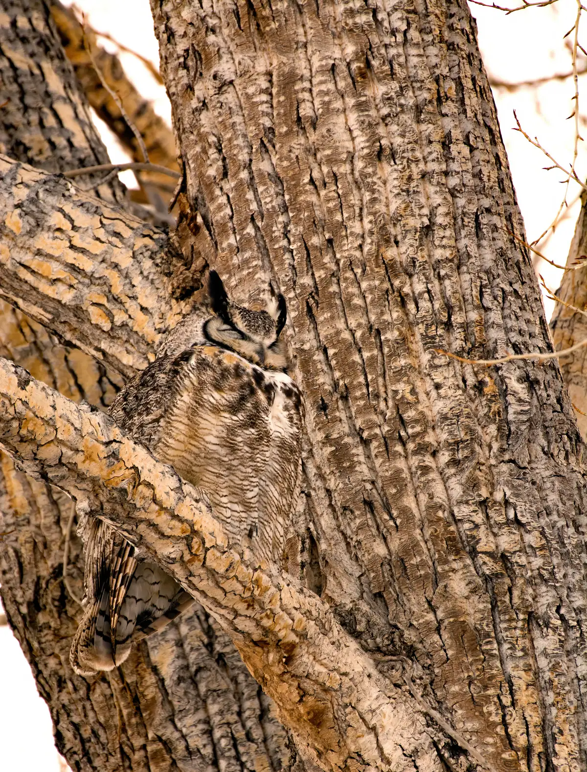A great horned owl with ear tufts pressed against the furrowed trunk of a cottonwood.