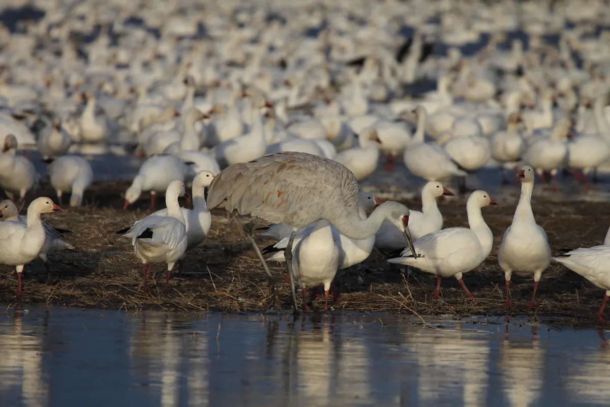 A gray sandhill crane wading at the edge of a pond among a dense crowd of white snow geese, with more geese packed on the bank behind.