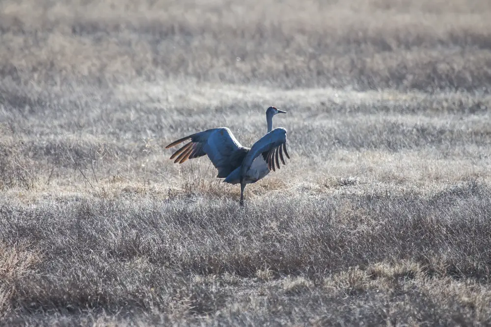A gray sandhill crane with a red crown standing in dry frosty grass with both wings spread wide