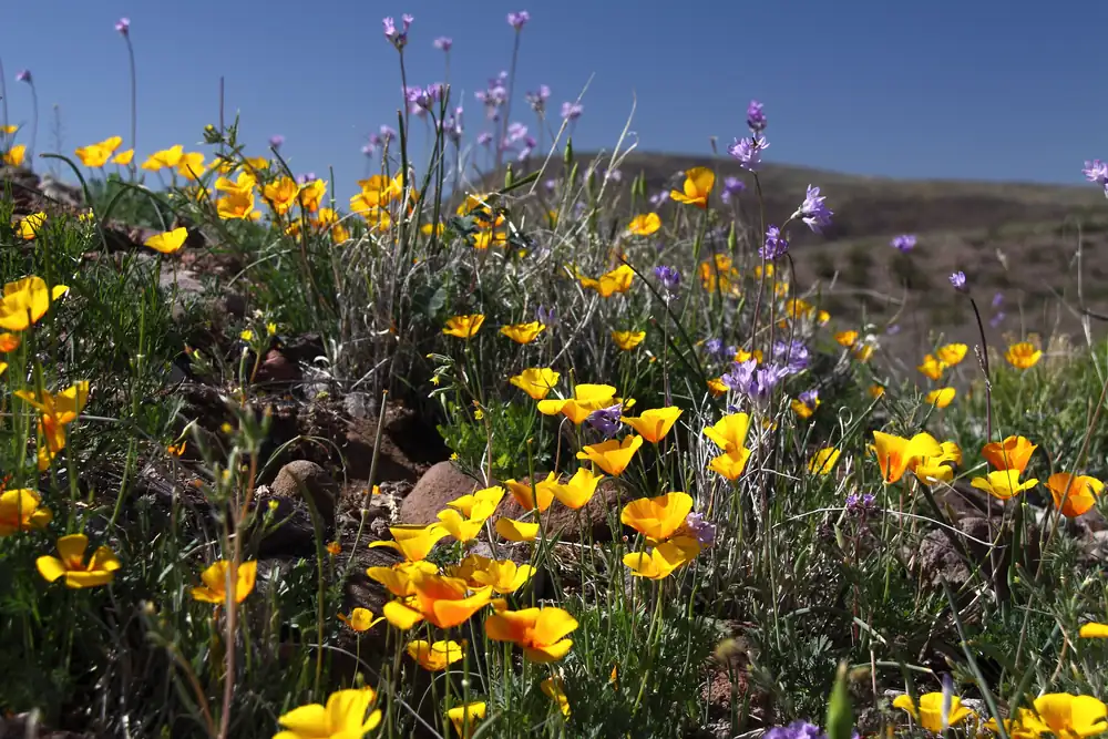 A hillside thick with orange-yellow poppies and purple flowers on tall stems under a blue sky
