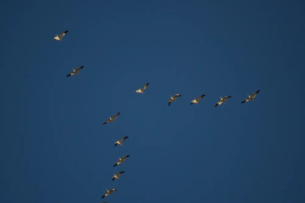 A loose V-shaped flock of white snow geese with black wingtips flying across a deep blue sky