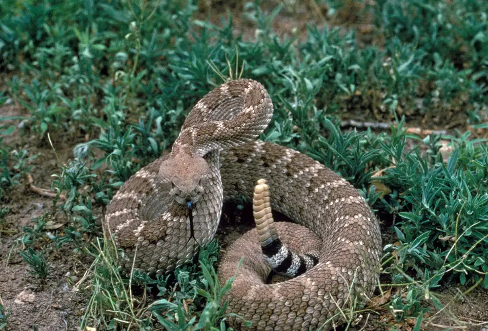 A tan and brown western diamondback rattlesnake coiled in green spring grass with its black-and-white banded rattle raised and tongue out