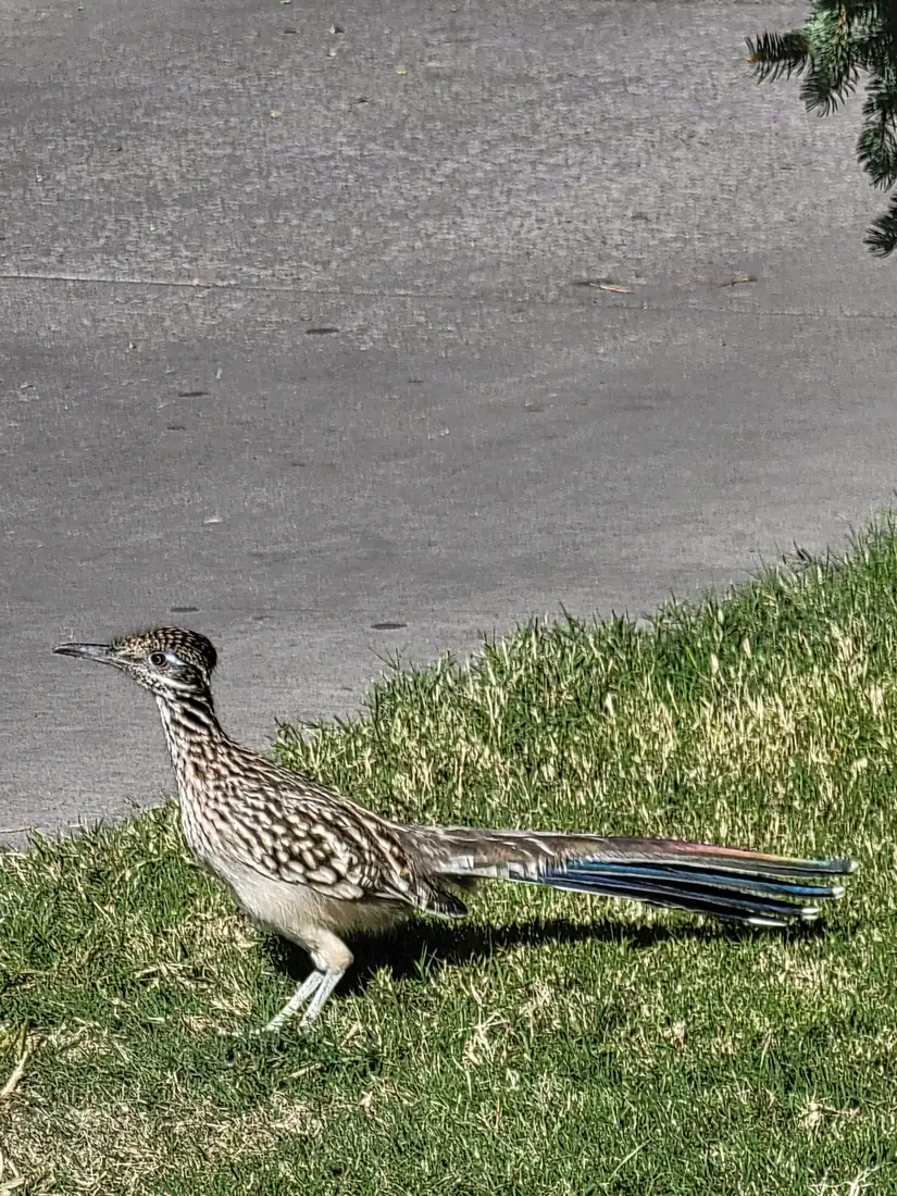A greater roadrunner in profile on a lawn beside pavement, with a streaked brown body, a long bill and a long tail showing blue and green sheen