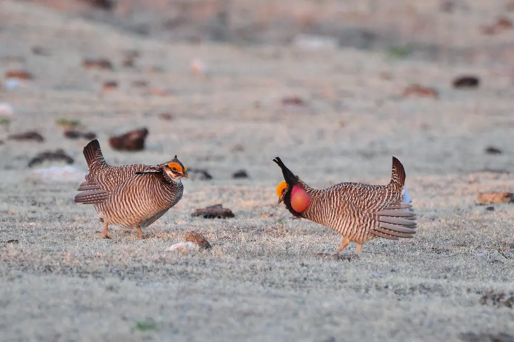 Two lesser prairie-chickens on bare ground, one with a red neck sac inflated, dark neck feathers raised and tail fanned, the other crouched facing it with orange eyebrow combs showing
