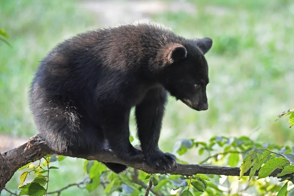 A young black bear cub perched on a tree branch among green leaves, looking down