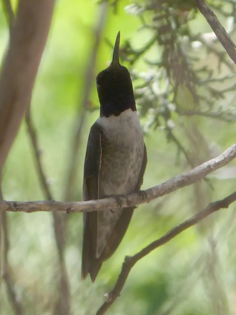 A black-chinned hummingbird perched upright on a bare twig, with a dark head, a violet-black throat edged in white, and a long thin bill pointing up