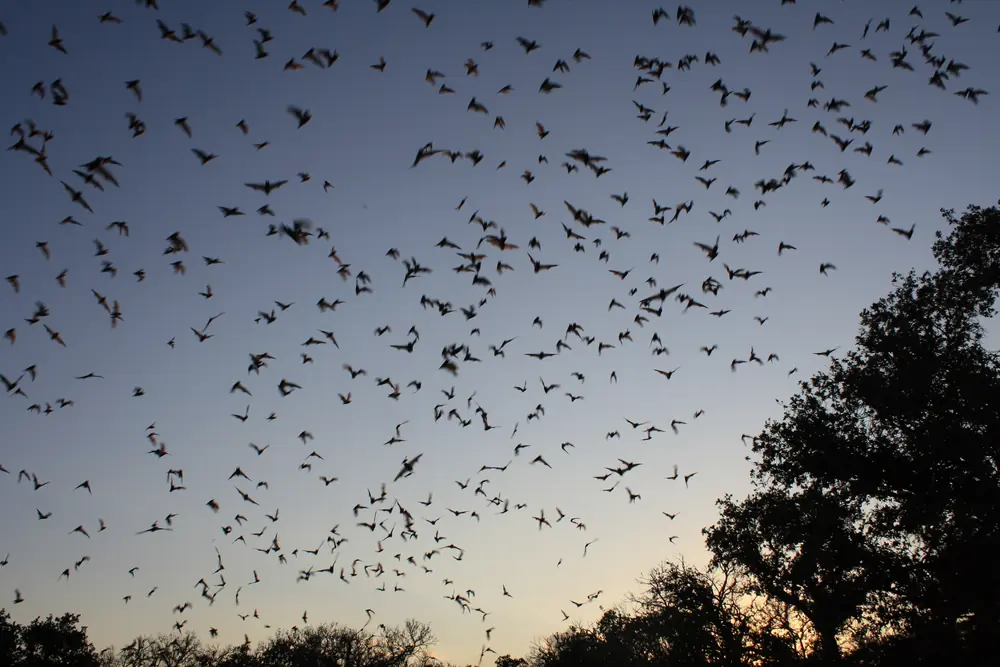 Hundreds of small bats flying against a dusky sky above dark treetops